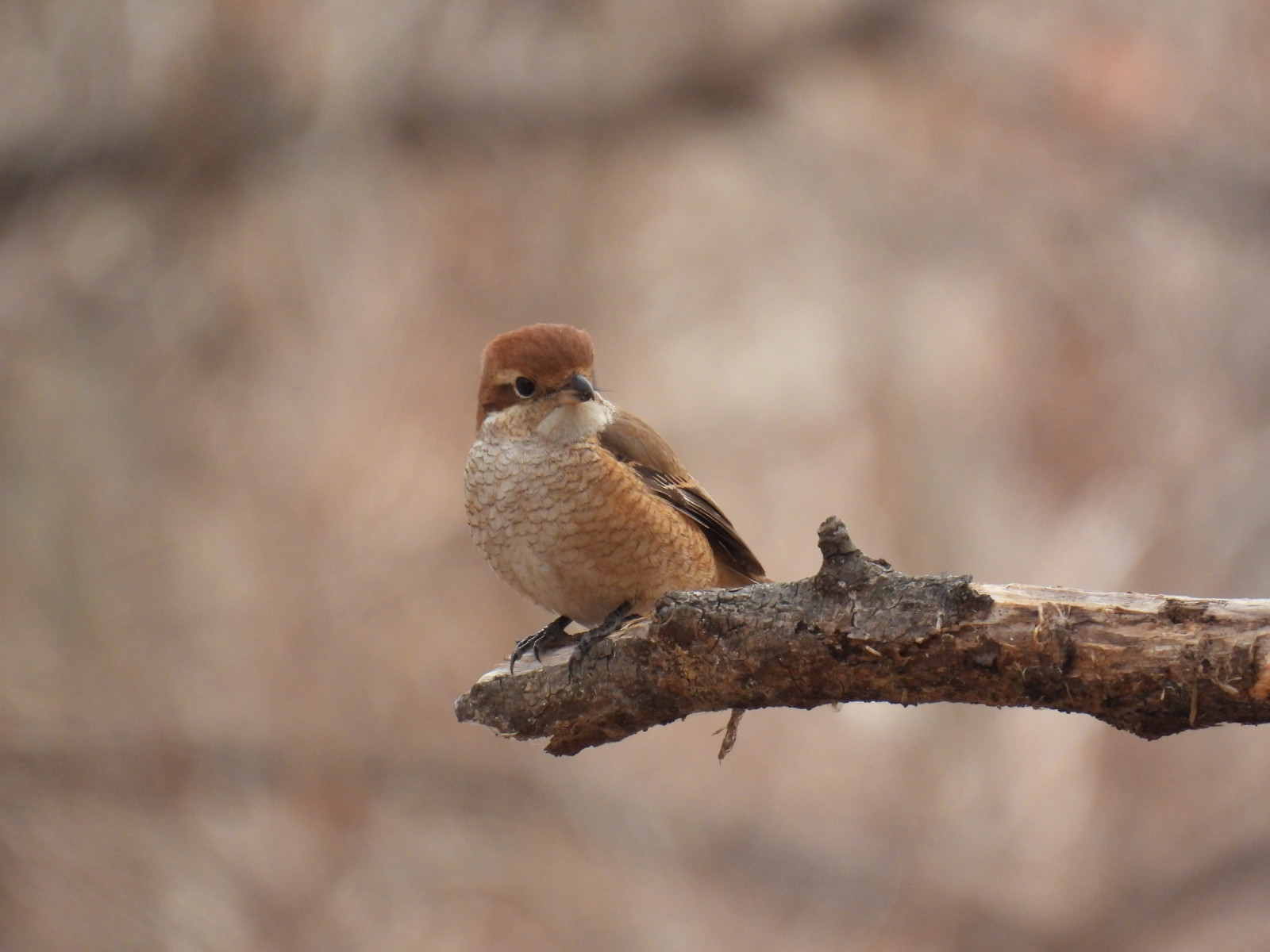 image Bull-headed Shrike